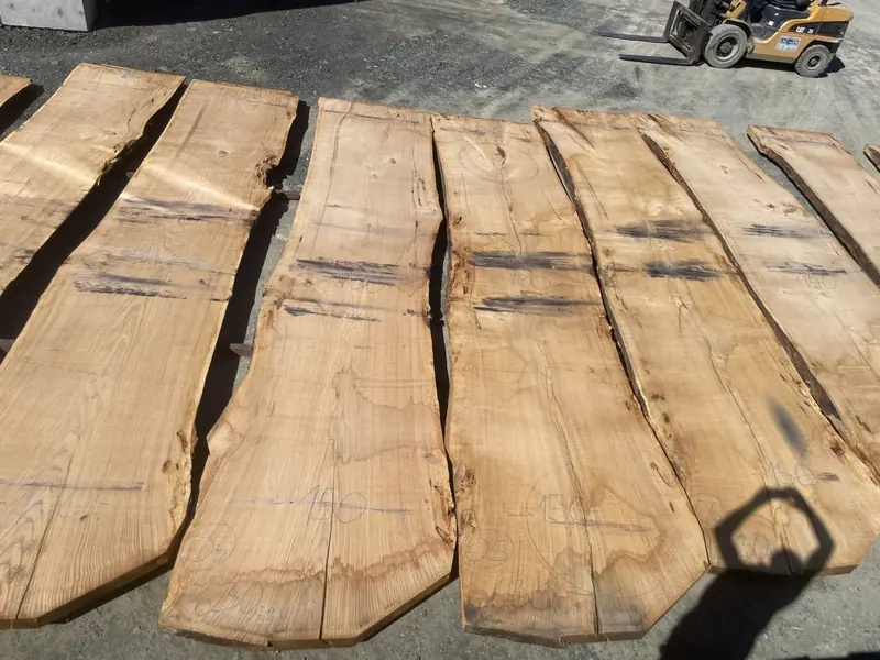 Several wide live-edge oak slabs laid out together in the sunlit yard