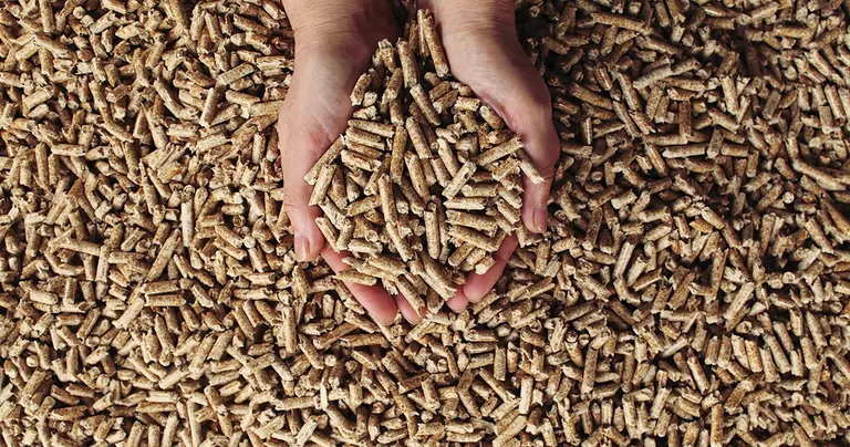 Dvije ruke drže drvni pelet 6 mm iznad gomile peleta